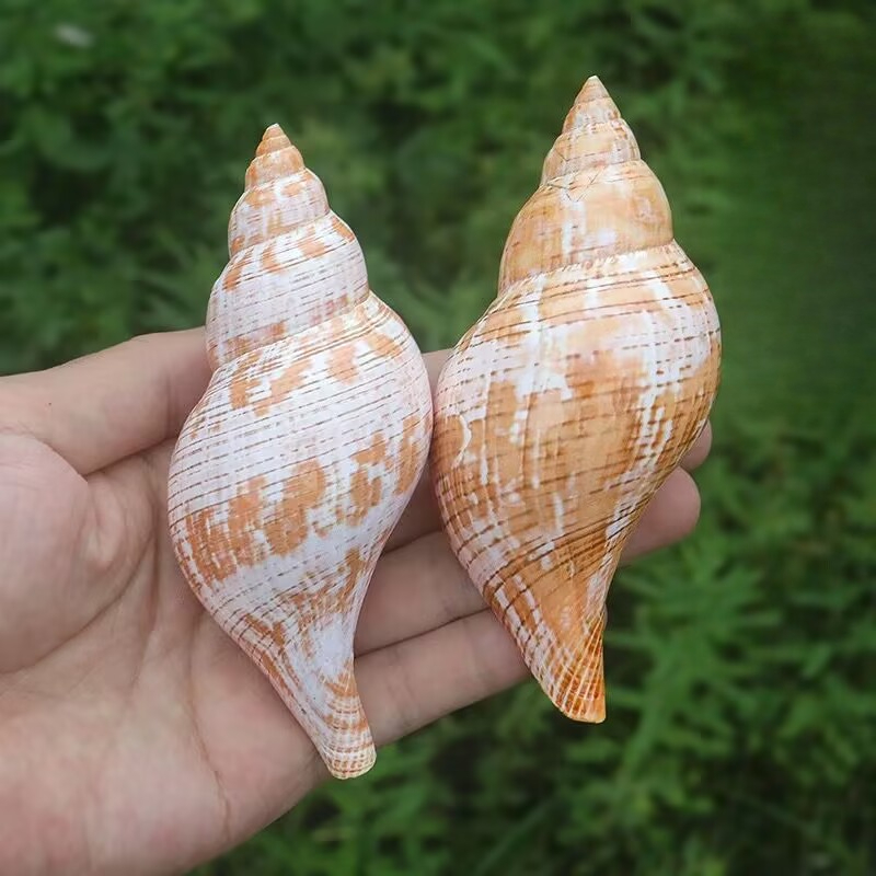 Natural Conch Tulip Snail Herm - огляд і ціна Aquarium Fish Popular