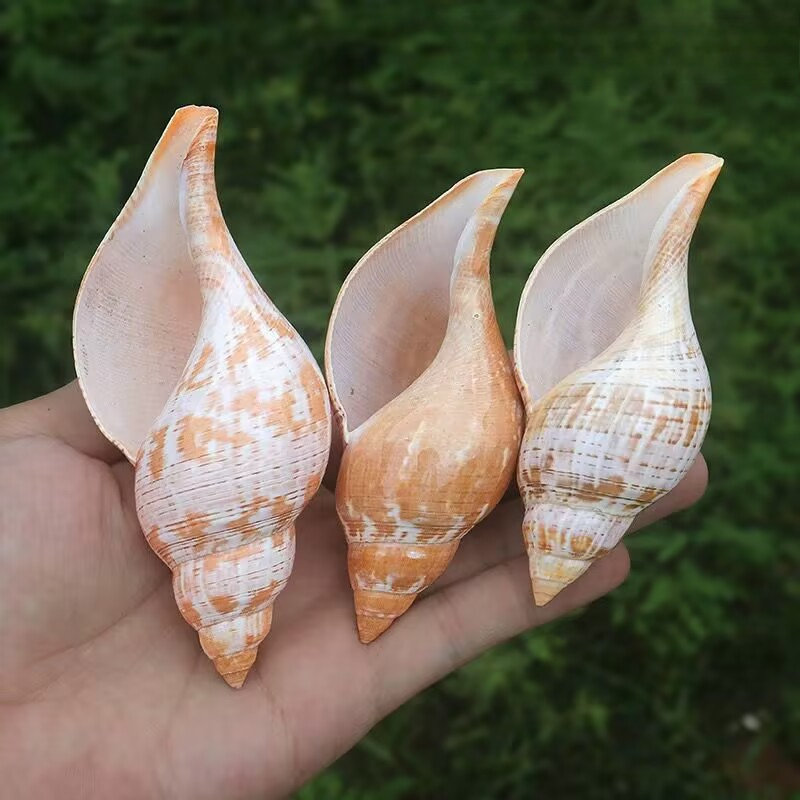 Natural Conch Tulip Snail Herm - огляд і ціна Aquarium Fish Popular