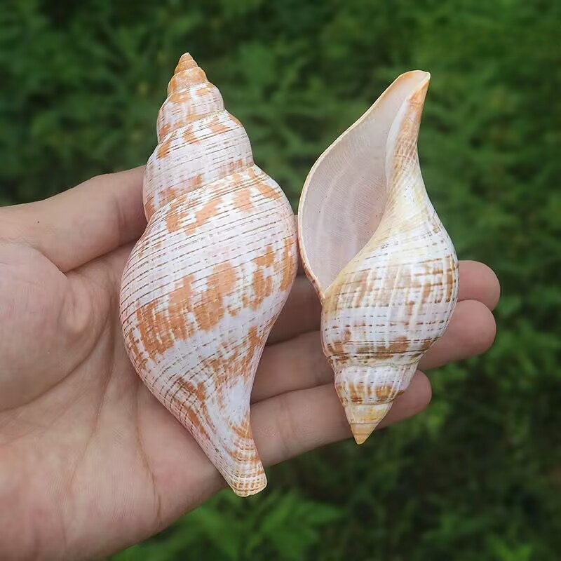Natural Conch Tulip Snail Herm - огляд і ціна Aquarium Fish Popular