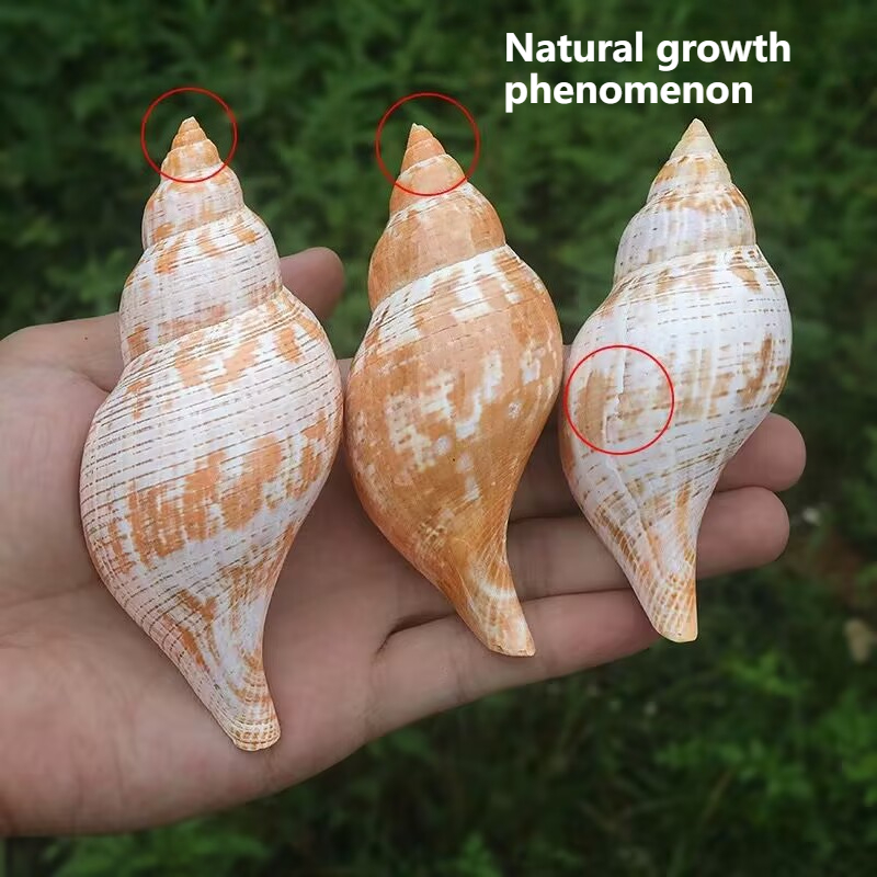 Natural Conch Tulip Snail Herm - огляд і ціна Aquarium Fish Popular